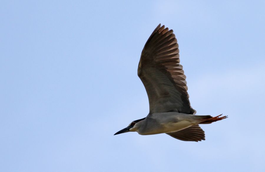 Black-crowned Night Heron