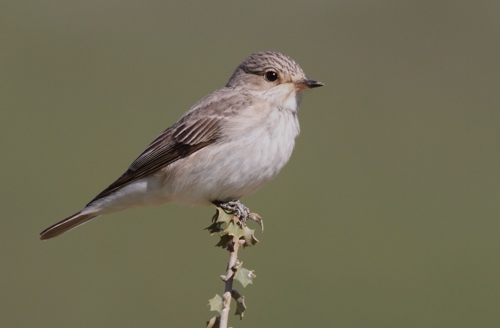 Spotted Flycatcher