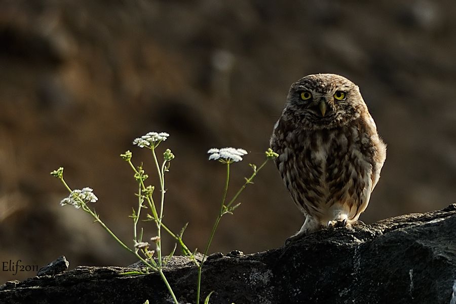 Little Owl
