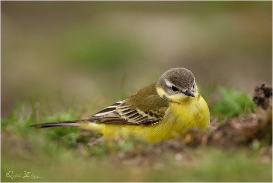 Western Yellow Wagtail