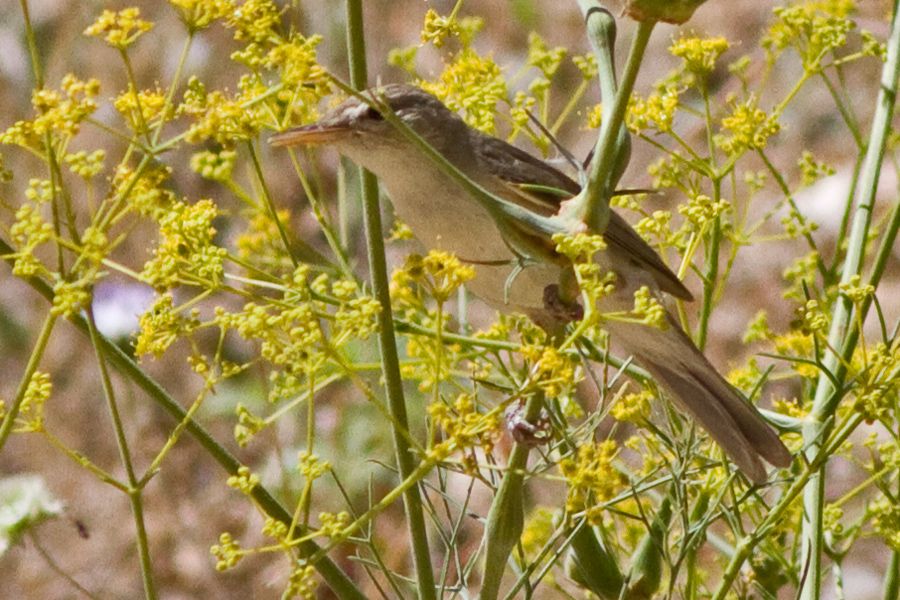 Upcher`s Warbler