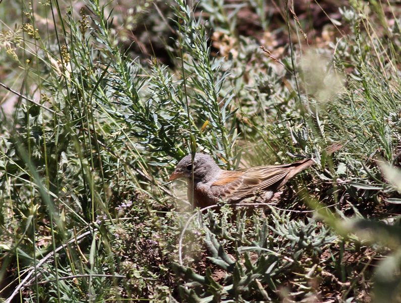 Grey-necked Bunting