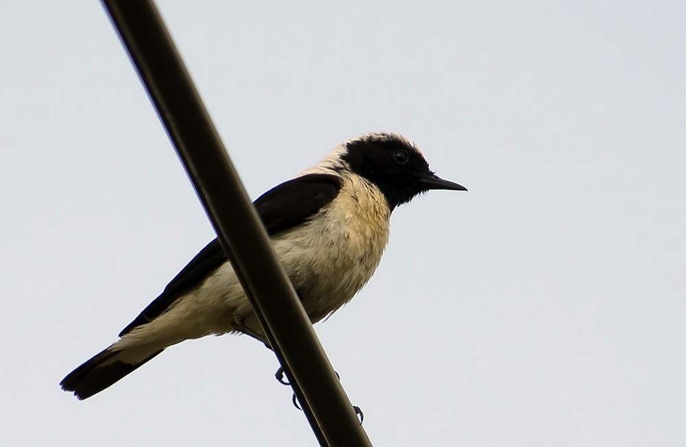 Black-eared Wheatear