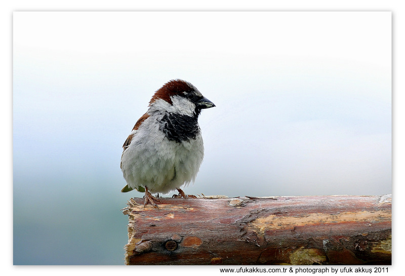 House Sparrow
