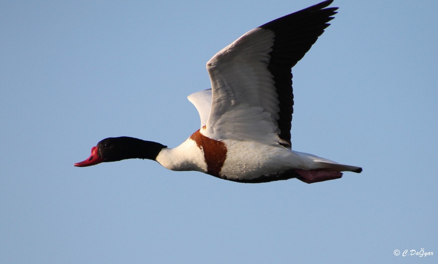 Common Shelduck