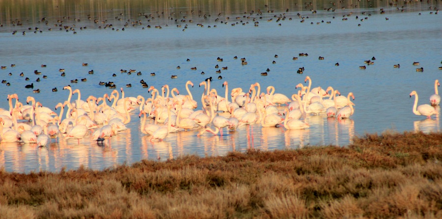 Greater Flamingo