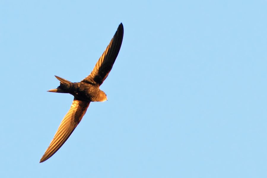 Pallid Swift