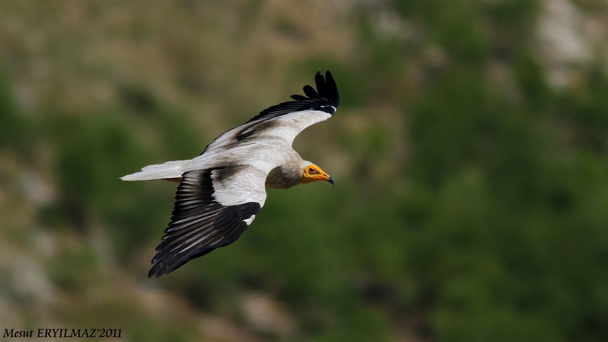 Egyptian Vulture