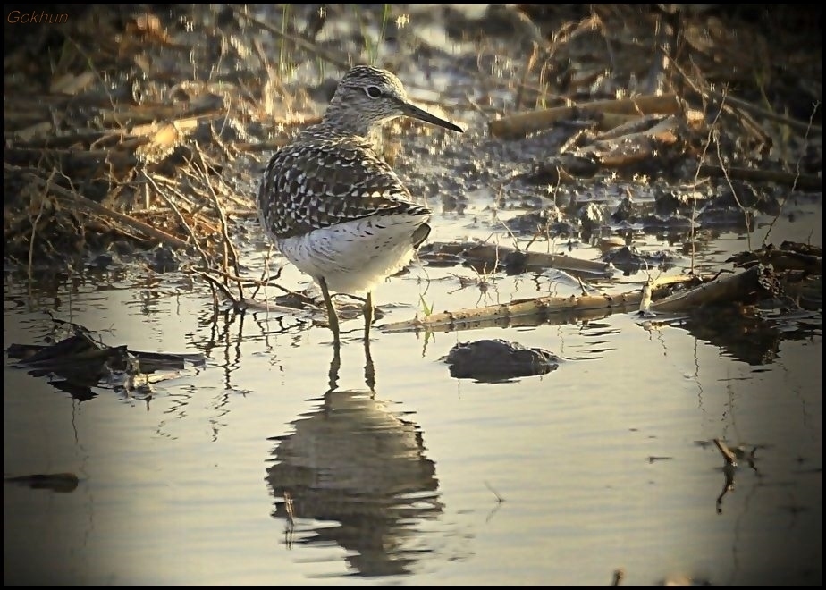 Wood Sandpiper