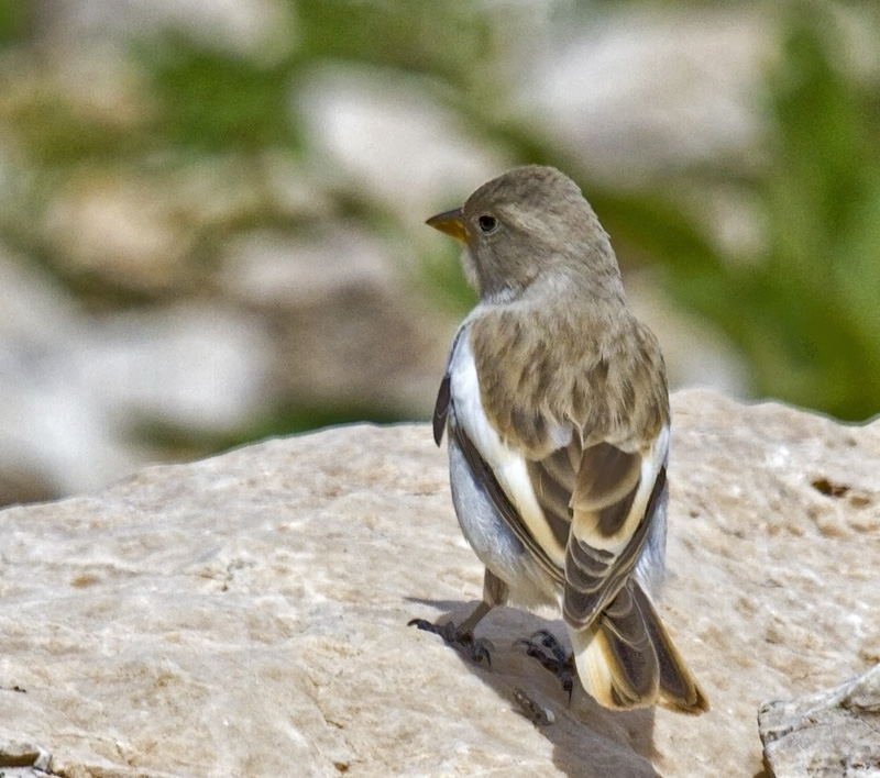 White-winged Snowfinch