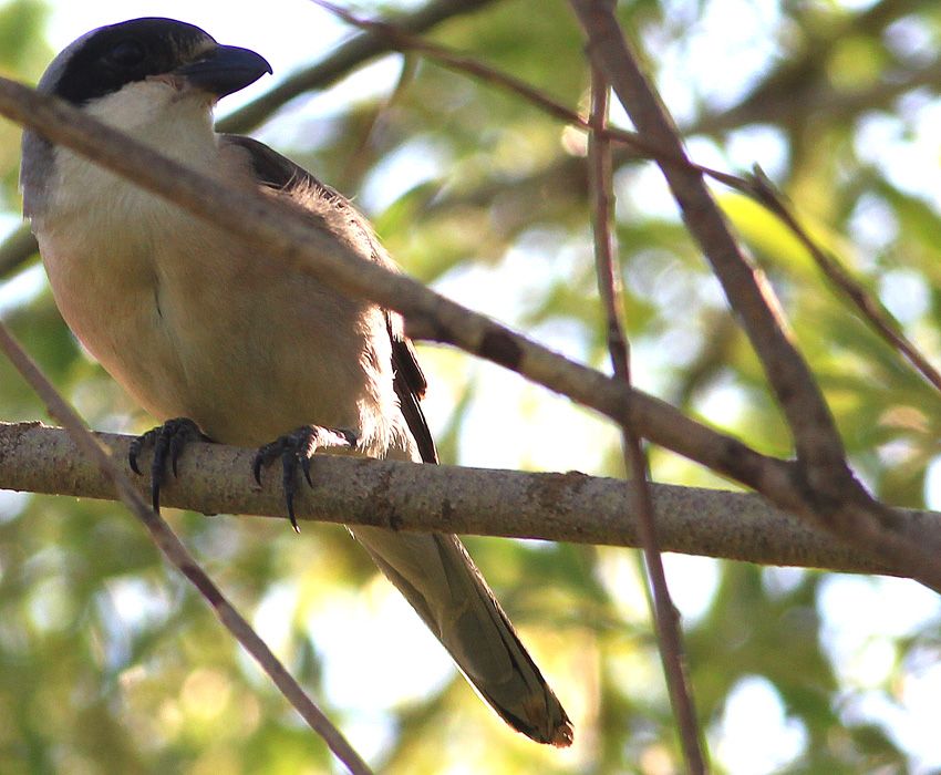 Lesser Grey Shrike
