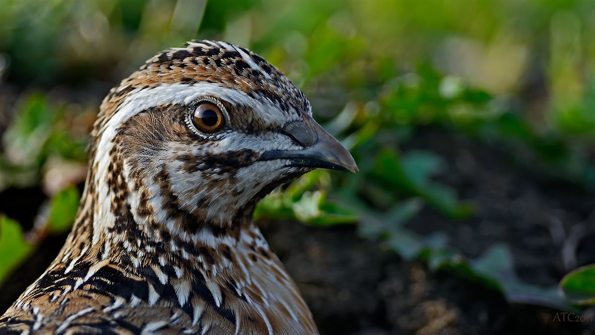 Common Quail