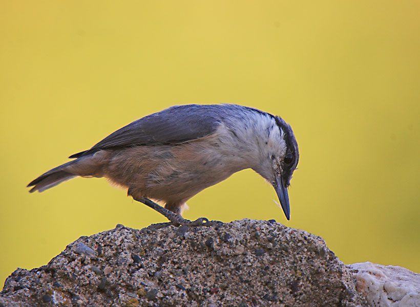 Western Rock Nuthatch