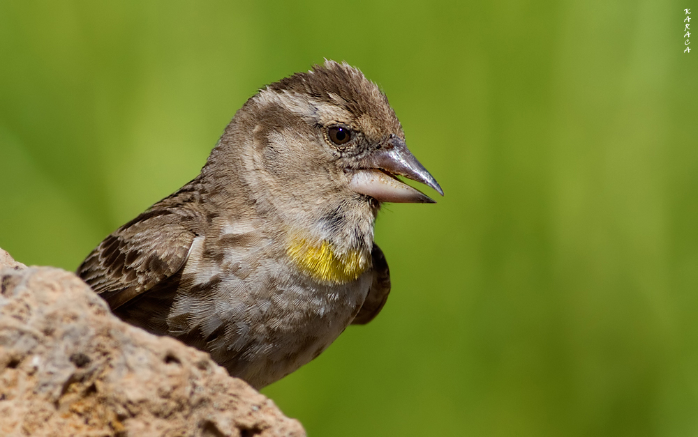 Rock Sparrow