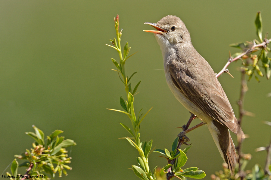 Upcher`s Warbler