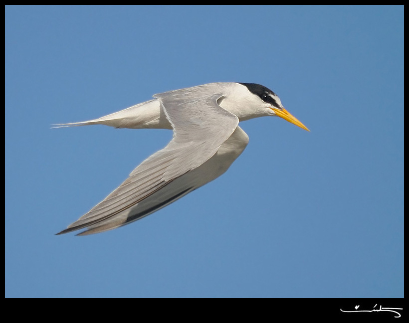 Little Tern