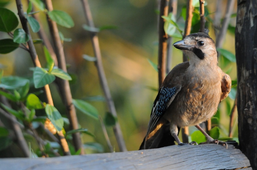 Eurasian Jay