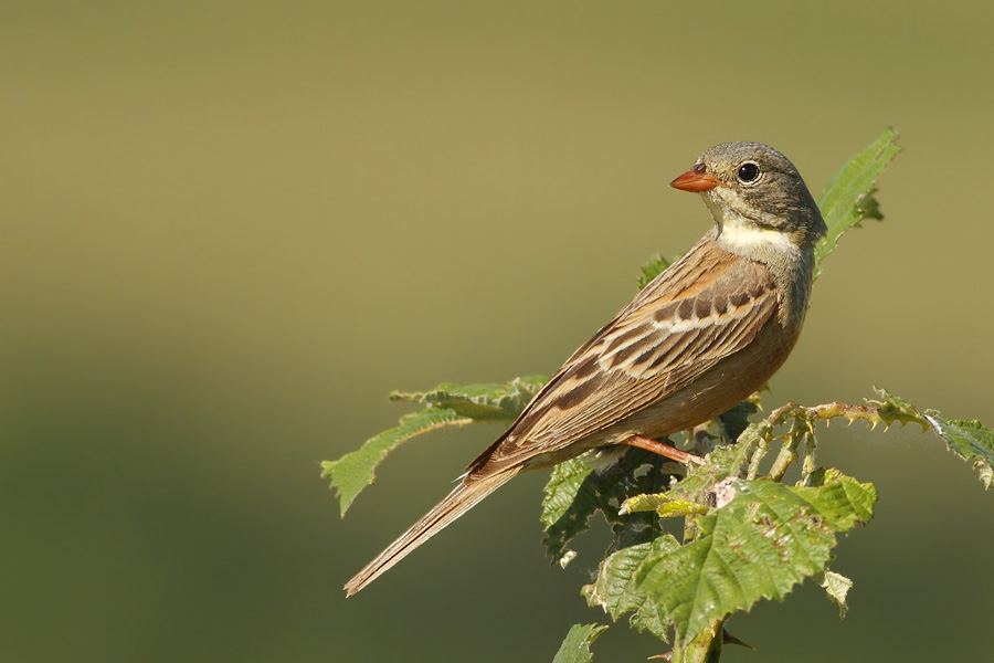 Ortolan Bunting