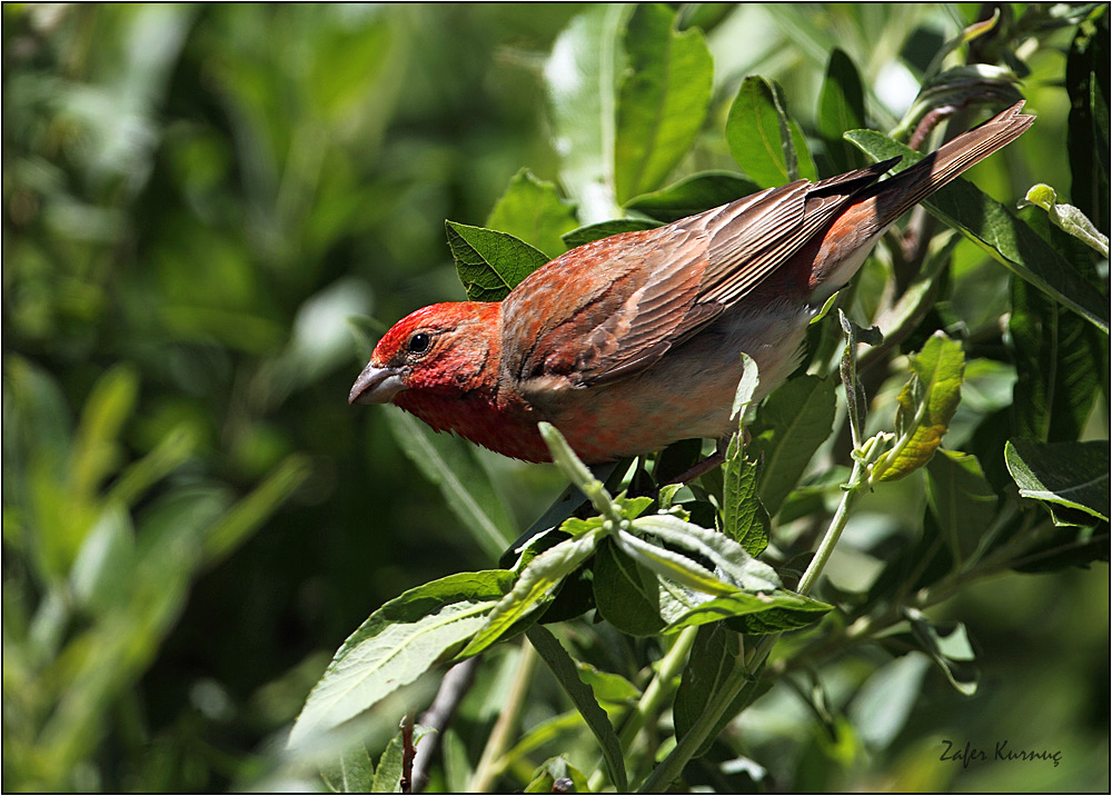 Common Rosefinch