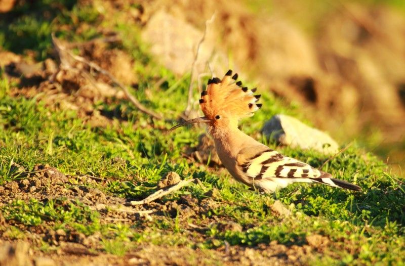 Common Hoopoe