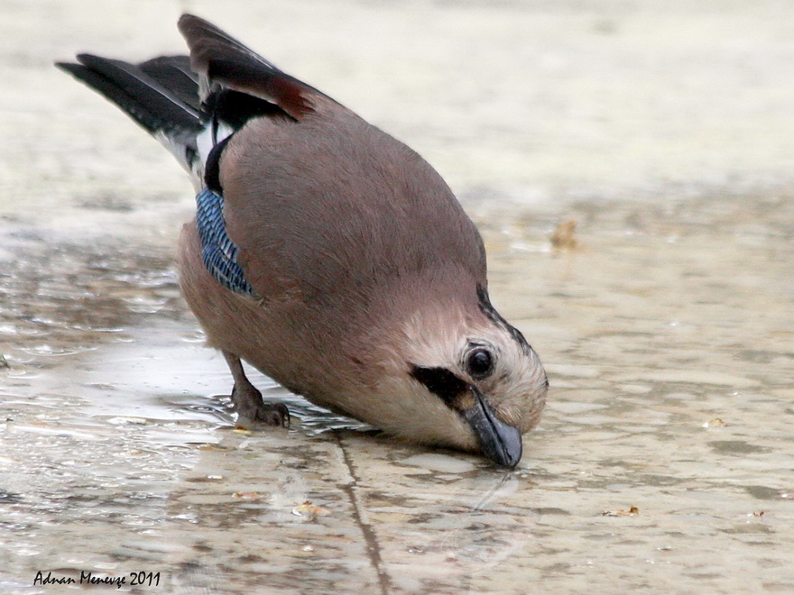 Eurasian Jay