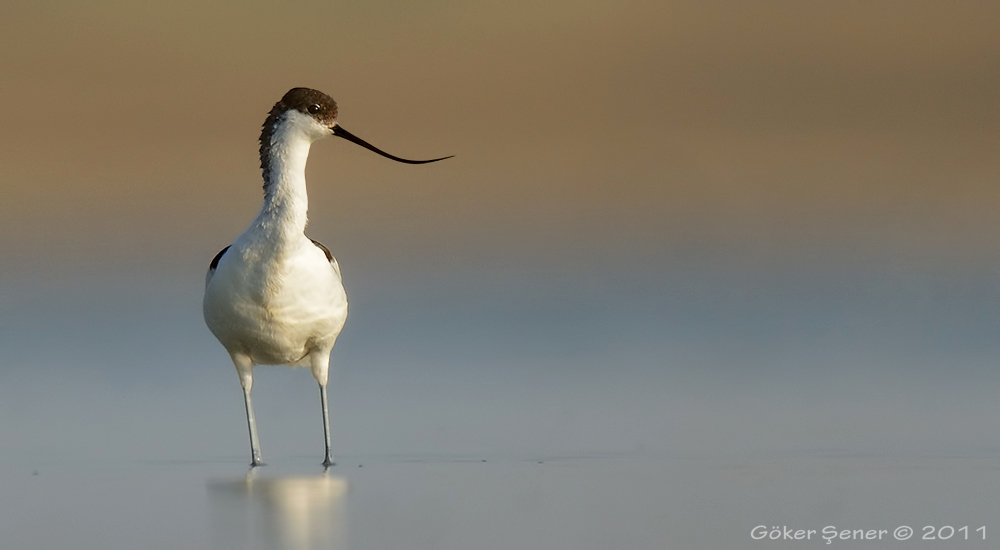 Pied Avocet