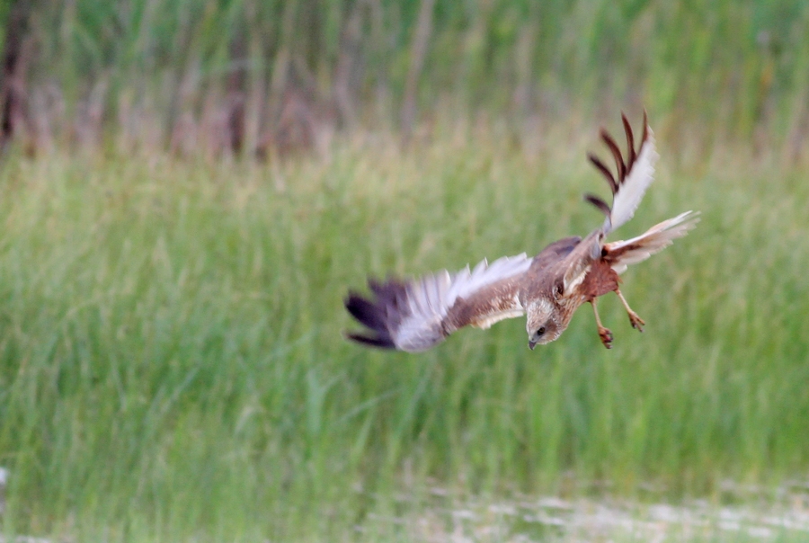 Western Marsh Harrier