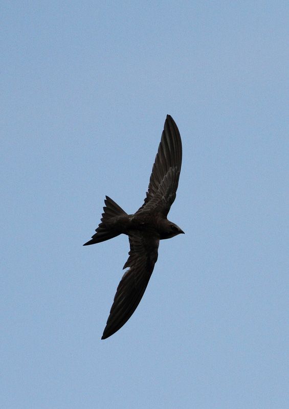 Pallid Swift