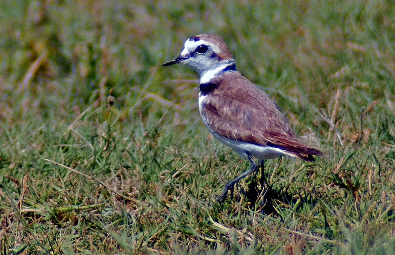 Kentish Plover