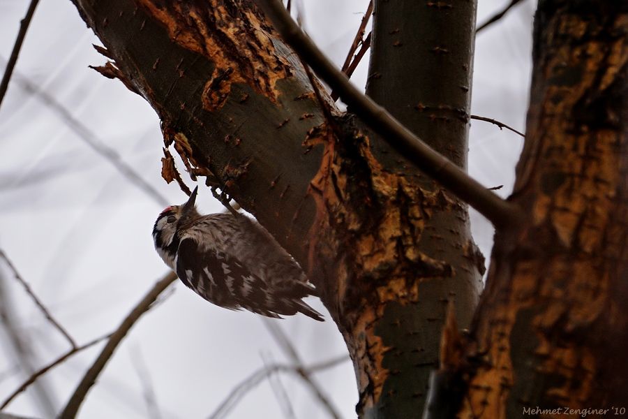 Lesser Spotted Woodpecker