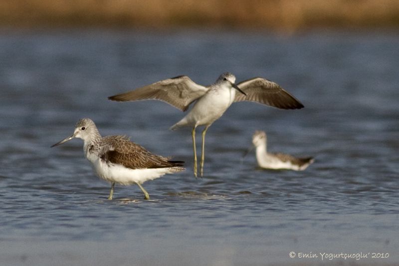 Common Greenshank