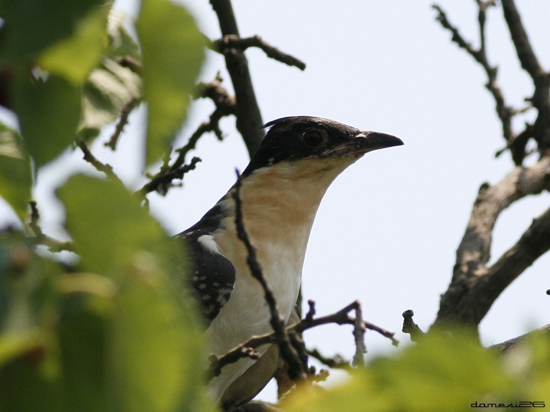 Great Spotted Cuckoo