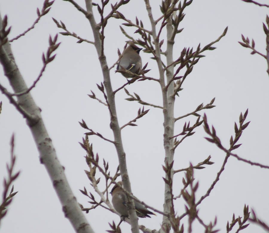 Bohemian Waxwing