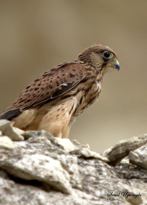 Common Kestrel