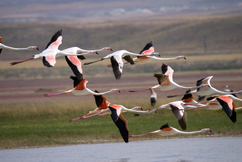 Greater Flamingo