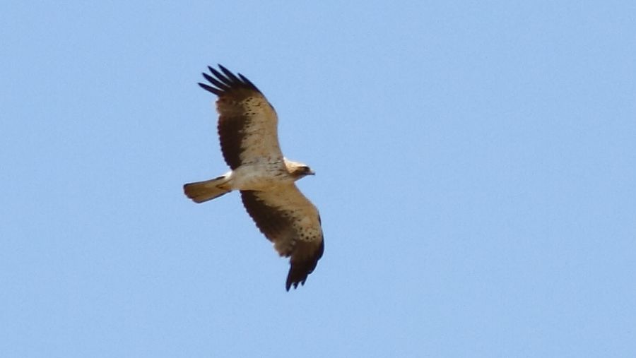 Küçük Kartal