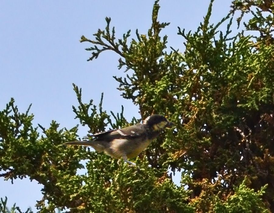Çam Baştankarası