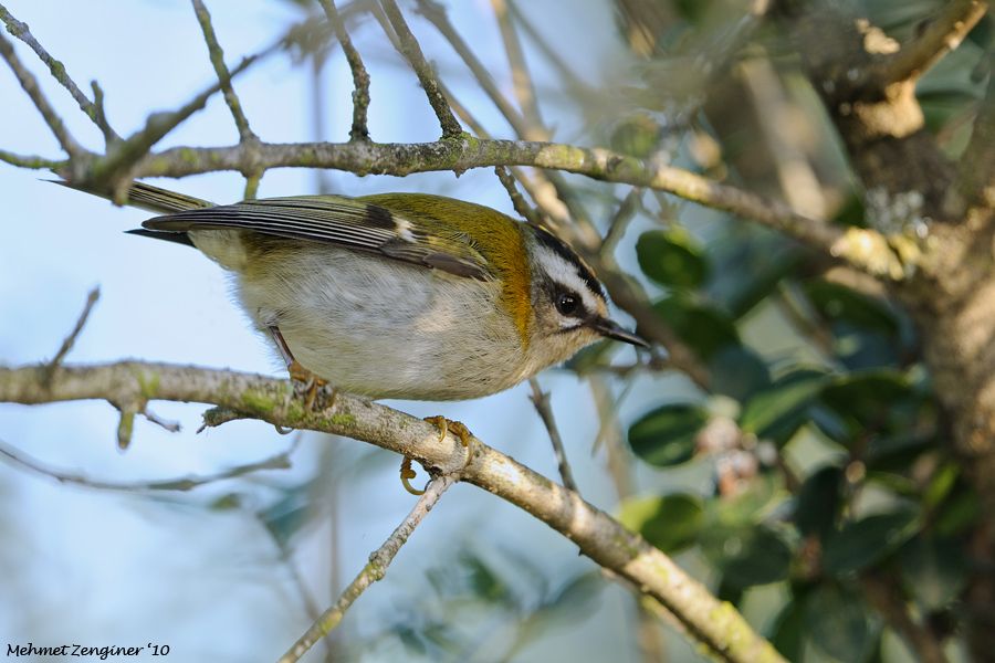 Common Firecrest