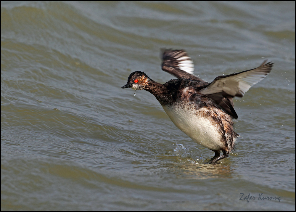 Black-necked Grebe