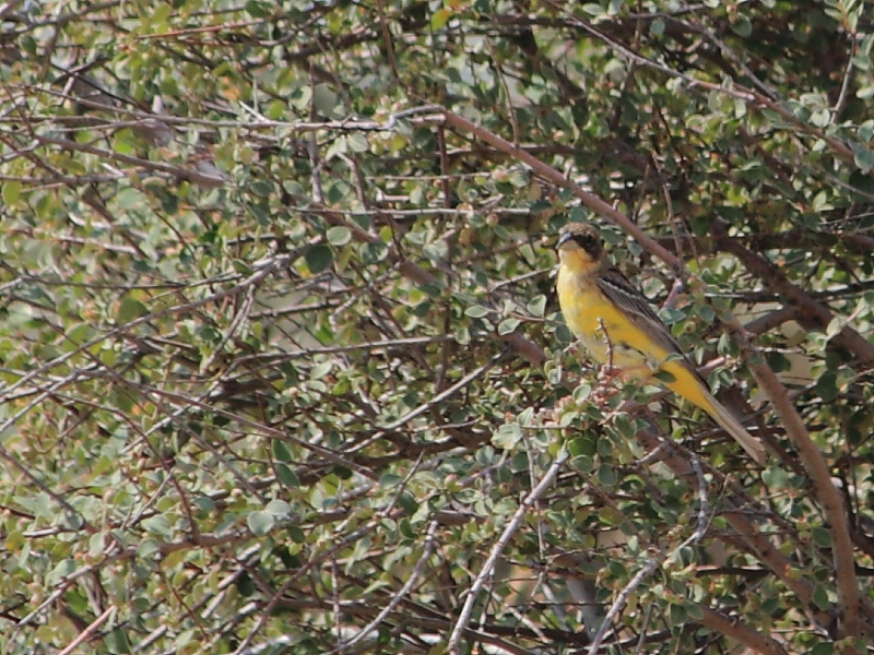 Black-headed Bunting