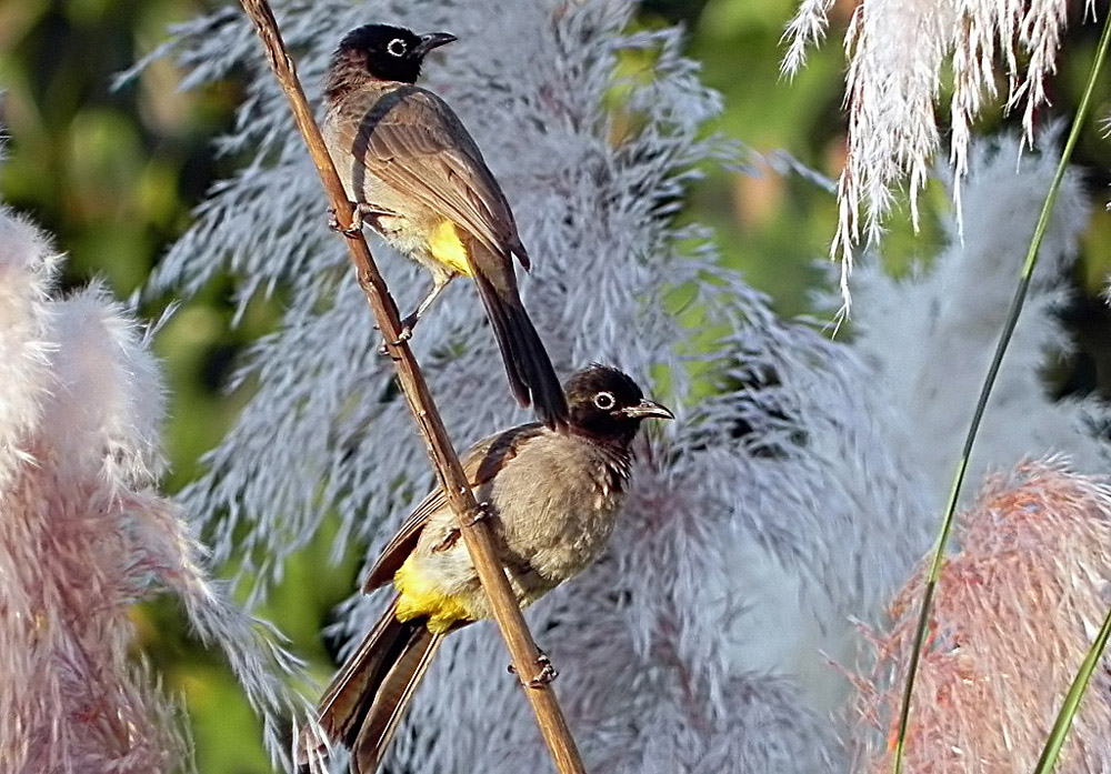 White-spectacled Bulbul