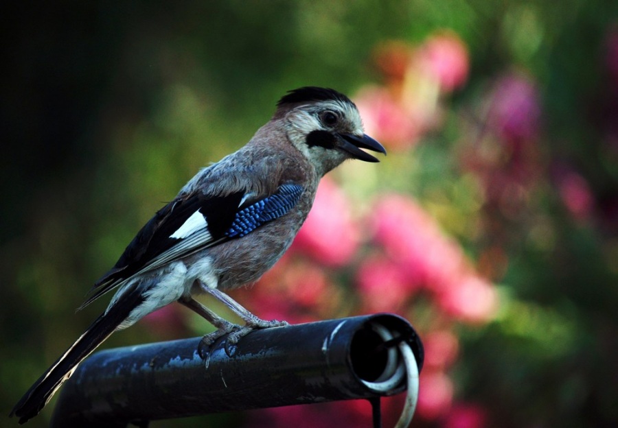 Eurasian Jay