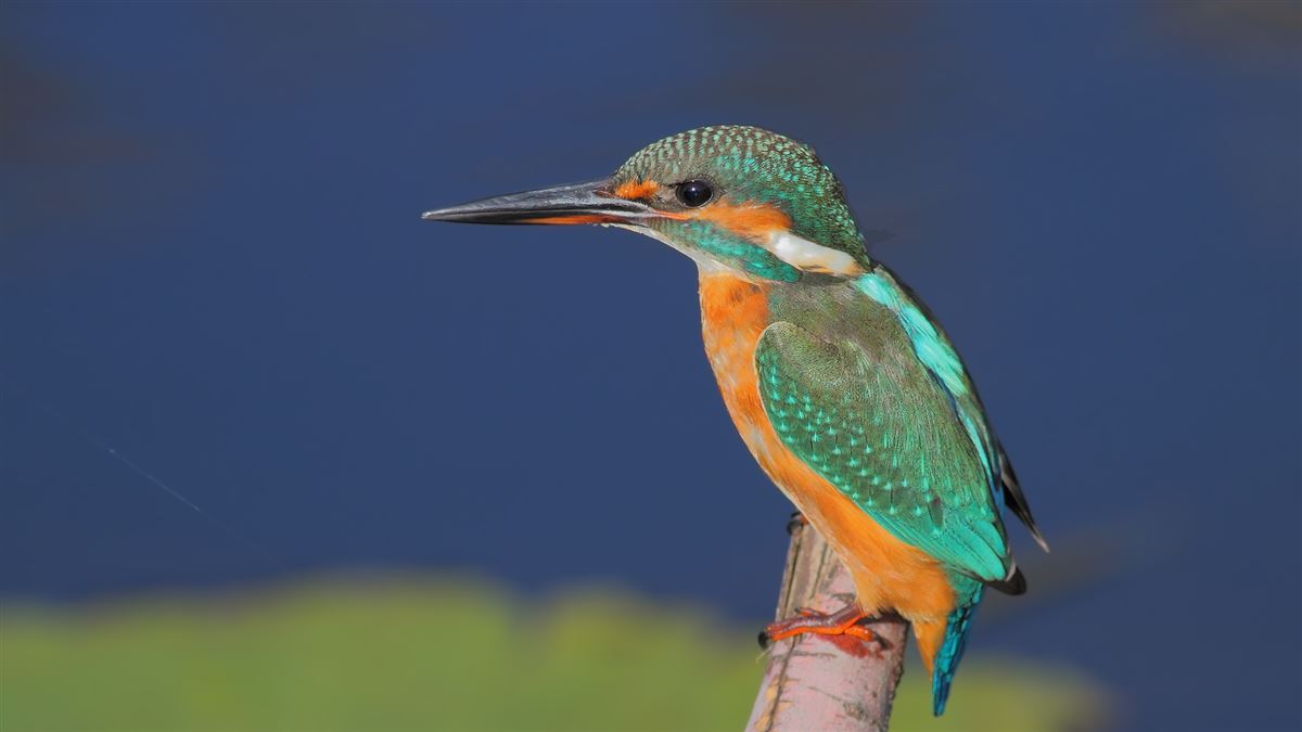 Common Kingfisher