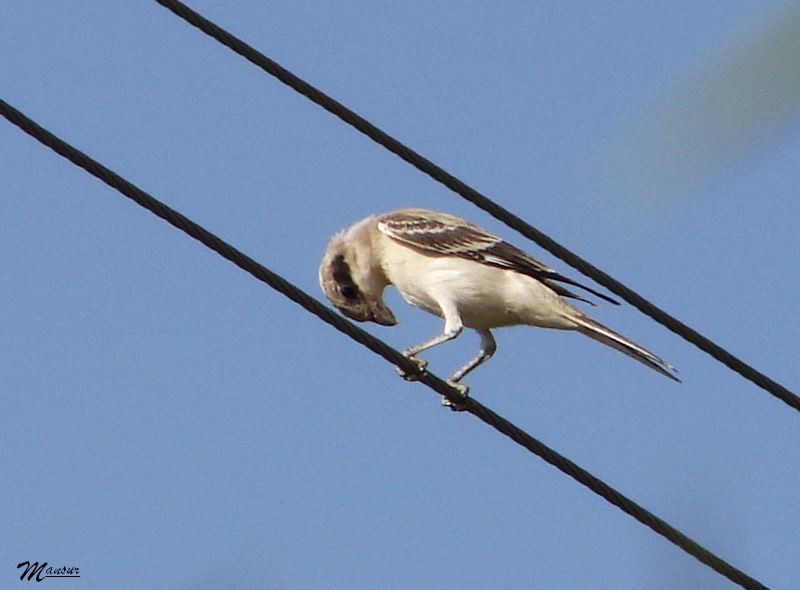 Lesser Grey Shrike