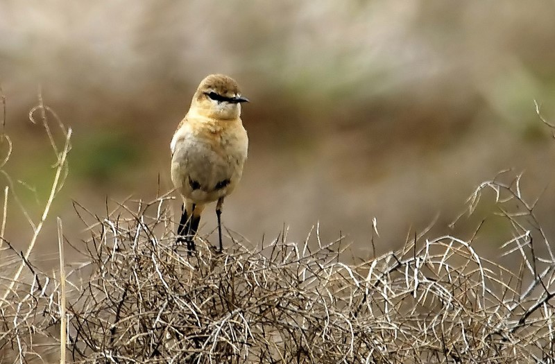 Isabelline Wheatear