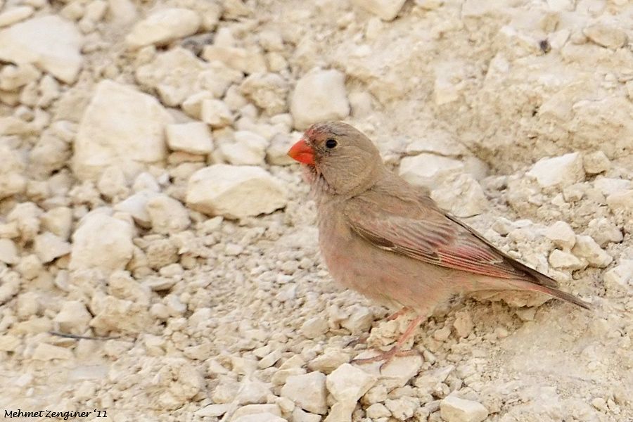 Trumpeter Finch