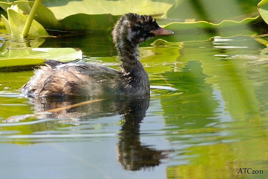 Little Grebe