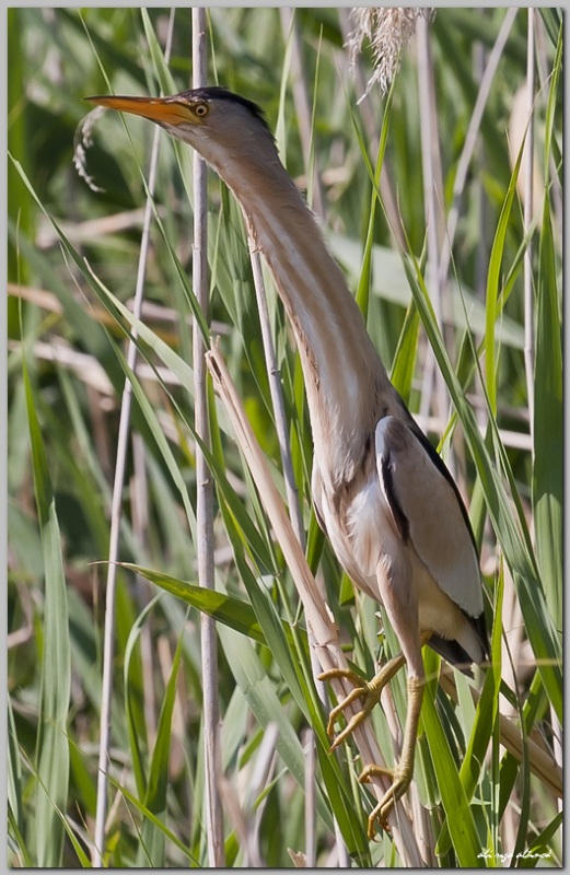 Little Bittern