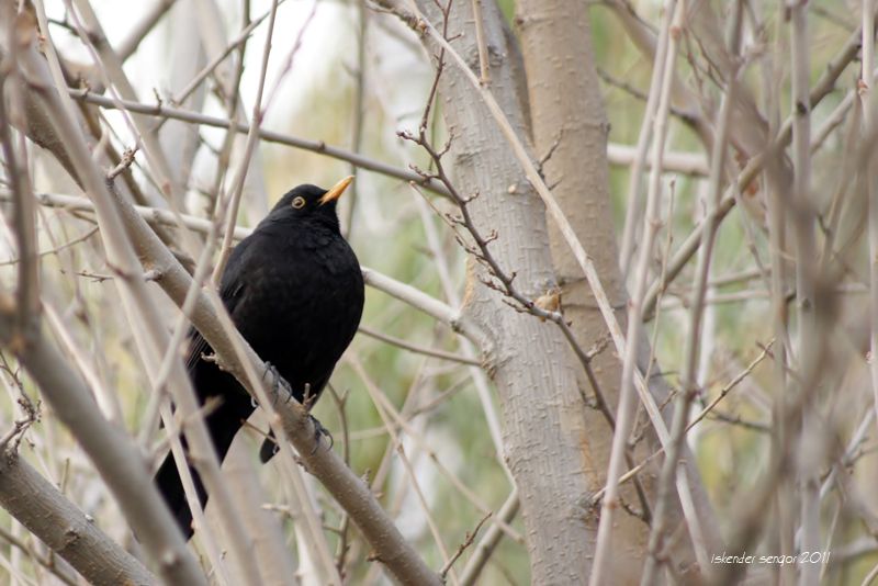 Common Blackbird