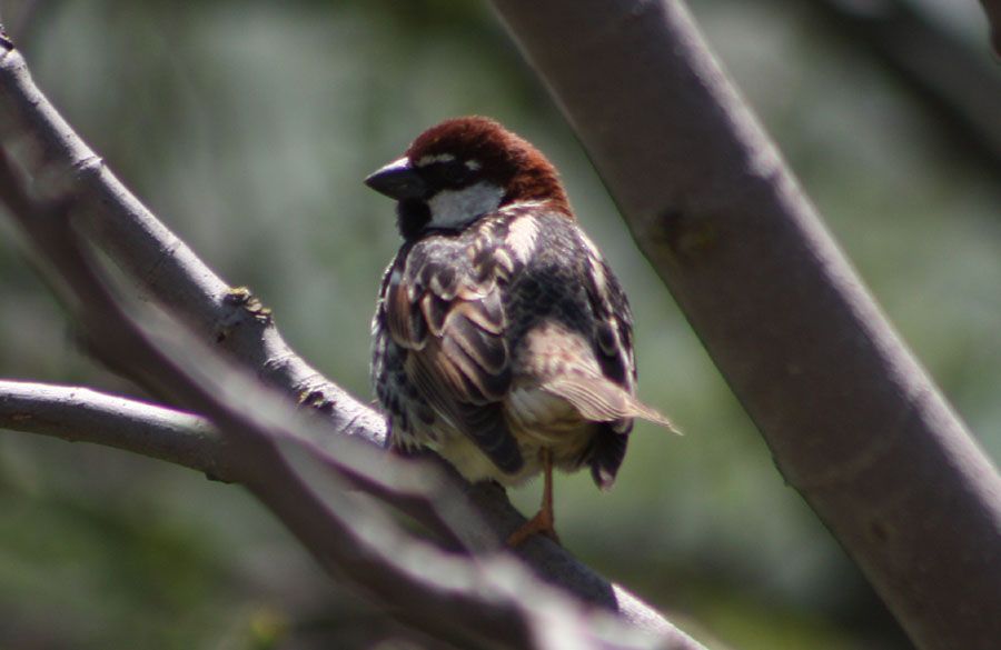 Spanish Sparrow